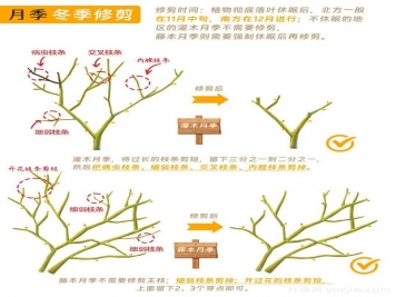 月季冬剪全攻略！各地區(qū)月季修剪時間和方法，全總結(jié)