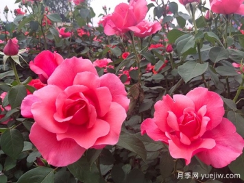 湖南各地市的市花分別是什么？