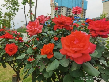 永州月季應用和景觀圖集