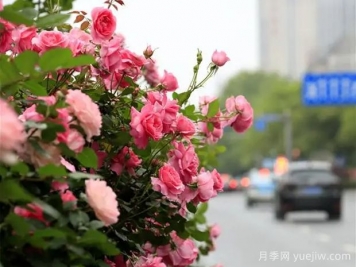 婁底月季應用和景觀圖集