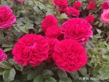 安慶市花是什么花？