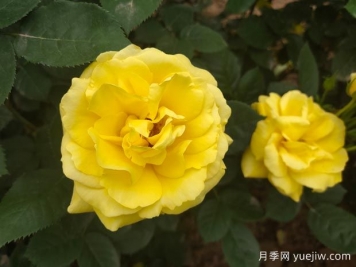 黃玫瑰的花語是什么？黃玫瑰的寓意和象征
