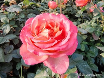 現(xiàn)代月季為什么會(huì)月月開花