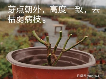 月季冬剪進行時，這6點事項必須要注意
