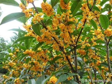 哪個桂花品種香味濃郁，花期長？