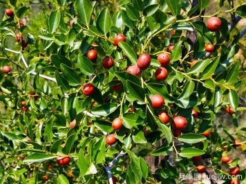 打造酸棗種植園的關(guān)鍵技術(shù)是什么？
