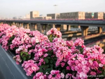 杭州高架月季實(shí)現(xiàn)定期開花，是如何進(jìn)行花期調(diào)控的？