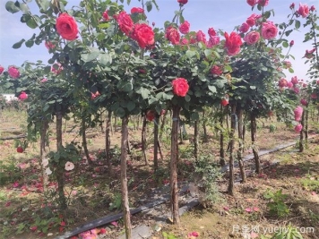樹狀月季花開一路，建設(shè)大美紹興