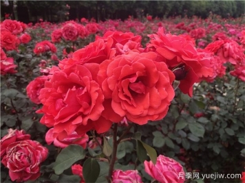 ?寶雞看月季花，就到寶雞植物園