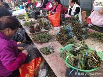 月季嫁接之T型芽接，成活率高，愈合效果好！