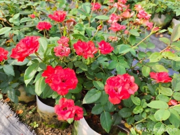 如何正確養(yǎng)護月季花小苗？月季小苗種植和施肥技巧