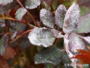 月季病害識(shí)別與治療，黑斑病白粉病銹病全解析