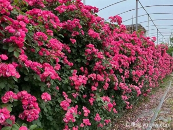 藤本月季葉子枯萎的怎么辦？做好光照、澆水、施肥和病害管理