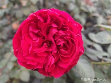 茶花女月季的優(yōu)點(diǎn)？與大地主月季有什么區(qū)別？