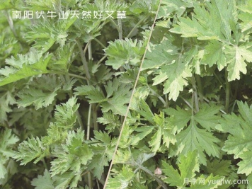 小小的野生艾草，成為南陽致富路的主角