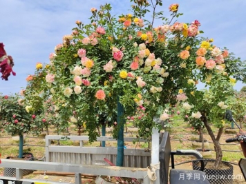 558種常見園林植物大全集錦，干貨滿滿，園林人必知