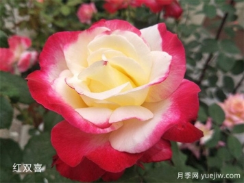 推薦十大經(jīng)典月季品種，你養(yǎng)了幾種？