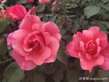 古老珍貴的10種國產(chǎn)月季，抗病好養(yǎng)比歐月實(shí)在