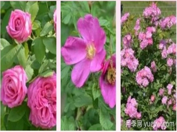 輕松區(qū)分月季、玫瑰和薔薇ROSE三姐妹，不再迷茫于愛情花海
