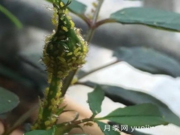 月季常見(jiàn)病蟲(chóng)害之蚜蟲(chóng)的習(xí)性和防治措施