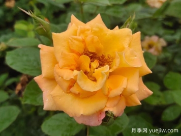 優(yōu)選6款品種適合庭院養(yǎng)，花大色艷濃香無比