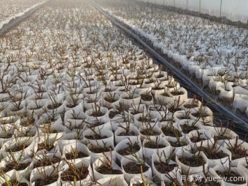 月季花繁殖方法：播種、嫁接與分株的優(yōu)缺點(diǎn)是什么？
