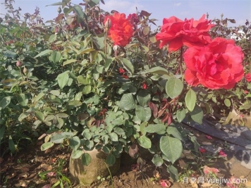 月季花病蟲害防治，常見問題與解決方法