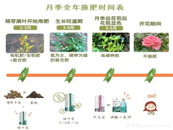 月季全年施肥時間表
