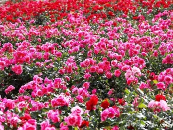 綿陽月季扮靚城市，市花嬌艷綻放成美景