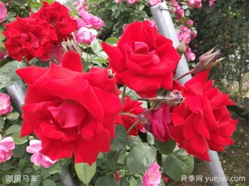 大紅色長得快，快速成花墻花海，就是御用馬車月季