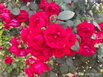 6款紅色系的藤本月季品種，適合打造網(wǎng)紅花墻