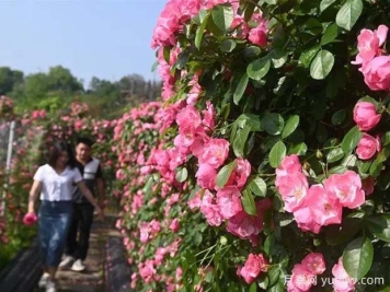 6萬株月季燦爛綻放，月季花舞內(nèi)江資中