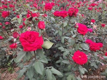 德陽市花月季擴大種植，打造城市綠化風(fēng)景線