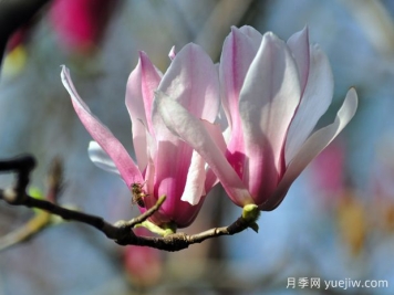 詩(shī)詞中的玉蘭