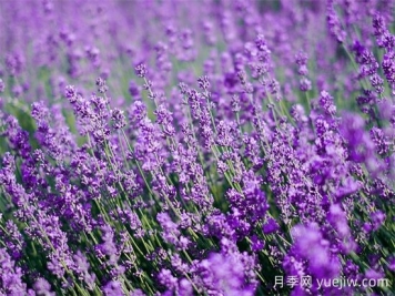 薰衣草養(yǎng)護全攻略：避開4大禁忌，打造香氣四溢的花園