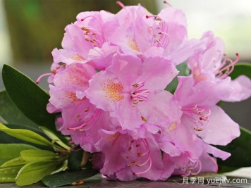 養(yǎng)杜鵑花有哪些注意事項？