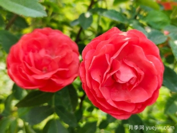 木香花，紅黃橙白木香，爬藤界的鼻祖
