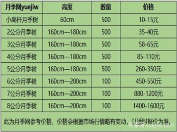 南陽(yáng)月季樹苗圃_月季樹價(jià)格_月季樹多少錢一株