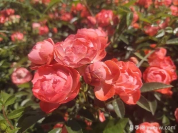 如何給月季花施肥？