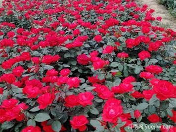 豐花月季花苗什么地方多？基地批發(fā)價(jià)格如何？