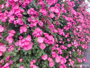 打造月季花墻就用這15種藤本月季，花開成風(fēng)景線