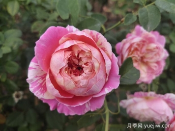推薦4款歐月月季，顏值擔(dān)當(dāng)，抗病好養(yǎng)