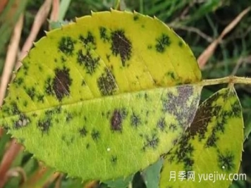 月季黑斑病如何根治？有什么藥治？