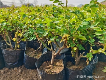 如何養(yǎng)好一棵月季小苗？按照這6點做