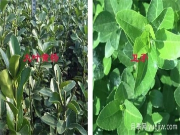黃楊和衛(wèi)矛如何區(qū)分，教你幾招