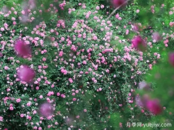 無錫的薔薇開好了，快來打卡！