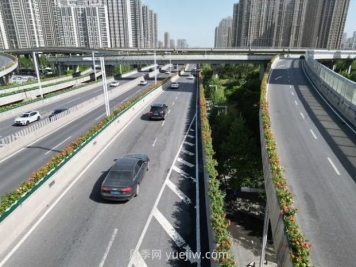鄭州月季：花開鄭好景如畫，高架月季香滿城