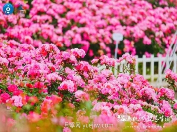 杭州滿城繁花，500萬株月季競相綻放的極致浪漫