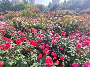 鄭州月季公園40萬株月季競相綻放，感受花漾生活