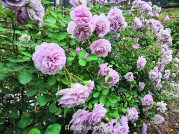 瀘州市古藺大寨花海迷宮進入盛花期，打卡高顏值